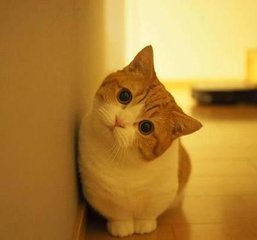 小狐狸钱包苹果版
